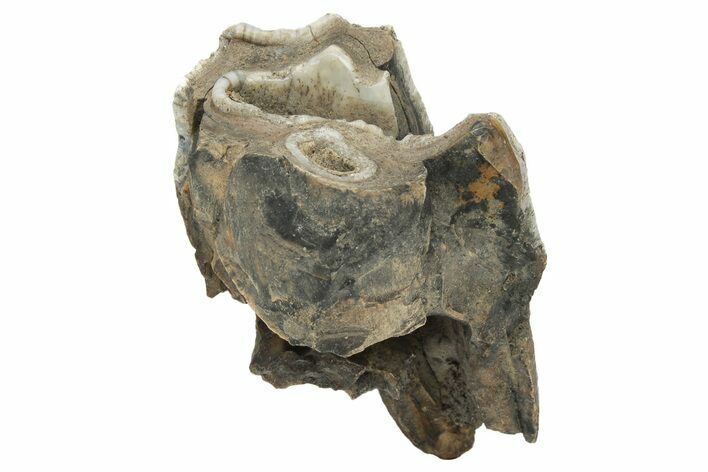 Fossil Woolly Rhino (Coelodonta) Tooth - Siberia #225600